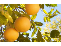 Veszélyes élelmiszer-gyógyszer kölcsönhatások: grapefruit (grépfrút, citrancs)
